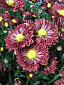 DENDRANTHEMA (CHRYSANTHEMUM) GRANDIFLORA RED TEMPTRESS