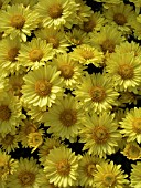 DENDRANTHEMA (CHRYSANTHEMUM) GRANDIFLORA YELLOW SANDY