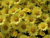 DENDRANTHEMA (CHRYSANTHEMUM) GRANDIFLORA YELLOW SANDY