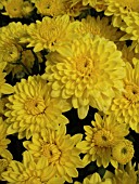 DENDRANTHEMA (CHRYSANTHEMUM) GRANDIFLORA YELLOW TRIUMPH