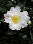 CAMELLIA SASANQUA SETSUGEKKA