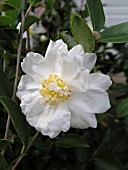 CAMELLIA JAPONICA WINTERS SNOWMAN