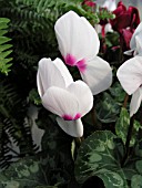 CYCLAMEN PERSICUM