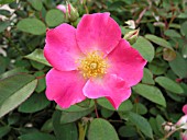 ROSA NEARLY WILD