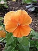 VIOLA CROWN ORANGE