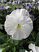 VIOLA CROWN WHITE