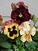 VIOLA SKYLINE COPPERFIELD