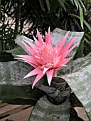 AECHMEA FASCIATA