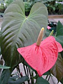 ANTHURIUM RED GIANT