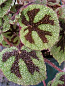 BEGONIA IRON CROSS