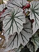 BEGONIA LOOKING GLASS