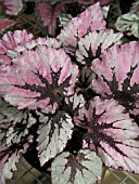 BEGONIA REX MARION LOUISE