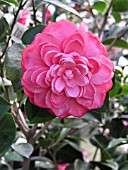 CAMELLIA JAPONICA MRS. TINGLEY