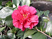 CAMELLIA SASANQUA BONANZA