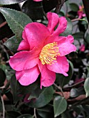 CAMELLIA SASANQUA KANJIRO