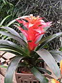 GUZMANIA