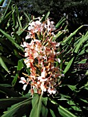 HEDYCHIUM CORONARIUM PINK V