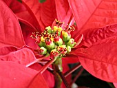 EUPHORBIA PULCHERRIMA FLOWER