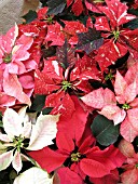 EUPHORBIA PULCHERRIMA POINSETTIA MIX