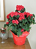 EUPHORBIA PULCHERRIMA POINSETTIA WINTER ROSE RED