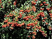 PYRACANTHA COCCINEA