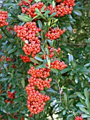 PYRACANTHA COCCINEA