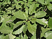 QUERCUS POLYMORPHA MONTERREY OAK