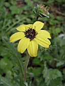 BERLANDIERA LYRATA,  CHOCOLATE DAISY