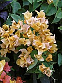 BOUGAINVILLEA CALIFORNIA GOLD