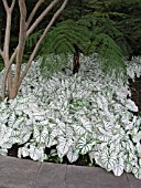 CALADIUM CANDIDUM