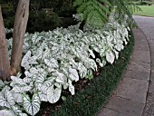 CALADIUM CANDIDUM
