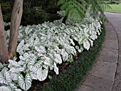 CALADIUM CANDIDUM