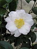 CAMELLIA SASANQUA SETSUGEKKA