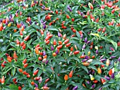 CAPSICUM ANNUUM EXPLOSIVE EMBER