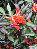 CAPSICUM ANNUUM ORNAMENTAL PEPPER