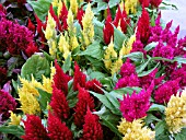 CELOSIA MIX