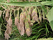 CHASMANTHIUM LATIFOLIUM