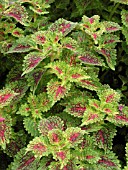 COLEUS SWISS SUNSHINE