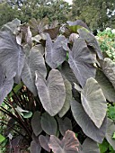 COLOCASIA ESCULENTA BLACK RUNNER