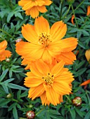 COSMOS COSMIC ORANGE