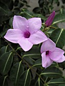 CRYPTOSTEGIA GRANDIFLORA