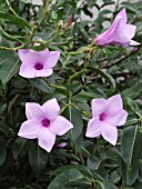 CRYPTOSTEGIA GRANDIFLORA