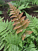 DRYOPTERIS ERYTHROSORA BRILLIANCE