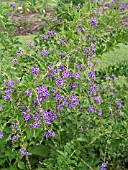 DURANTA REPENS