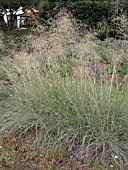 ERAGROSTIS ELLIOTII WIND DANCER