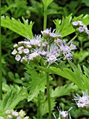 EUPATORIUM GREGGI