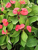 EUPHORBIA MILLI KAROLA