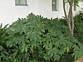 FATSIA JAPONICA ARALIA