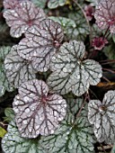 HEUCHERA SILVER LODE