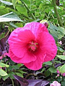 HIBISCUS MOSCHEUTOS SUMMER RED